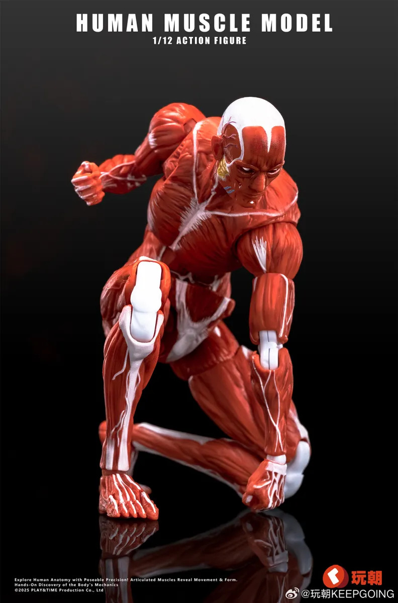 趣味 Muscle&FlTNESS KEEPGOING Studio Human Muscle Model