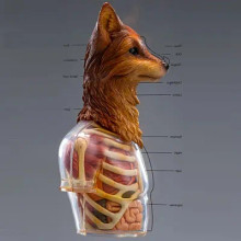 Black 13 Park B13 Fox 1/6 Scale Dissected Quarter Bust