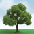 JTT 92204 Elder Trees 1.75" - 2" 3 pieces