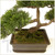 9 Inch Tall Synthetic Cedar Bonsai Tree