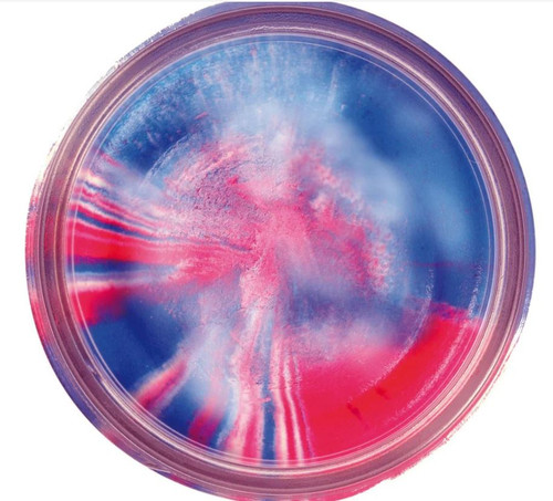 Stbgca Powerbait Glitter Trout B-210000039864