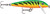 Countdown 09 Rainbow Tro