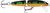 Jointed 09 Gold Fluoresc