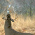 Wildlife Research Key-Wick®