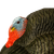 Gobbstopper Strutter Turkey Decoy