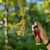 Golden Rope® Scent Spray