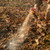 Fresh Earth Cover Scent Spray