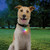 Nite Ize SpotLit® Rechargeable Collar Light - Disc-O Tech™