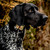 D.T. Systems Master Retriever 1100 Camo E-collar