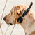 D.T. Systems Master Retriever 1100 E-collar