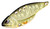 SPRO Carbon Blade Tg 1/2 Gold Black