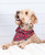 Lazy One Don't Wake Bear Dog Bandana Xs/S