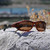 Cocoons Style Line MX Tortoise Polarized Amber