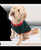 Lazy One Elf Dog Shirt