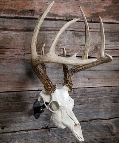 Mtn Mike's Deer Skull Mtng Kit SKULL-W-792382301126