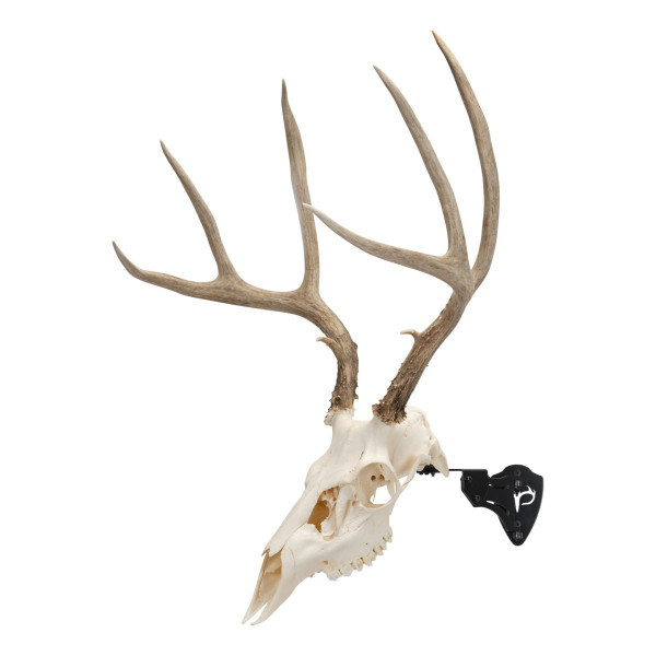 7203 EZ Mount Skull Stand - Deer Size -26-026509050537