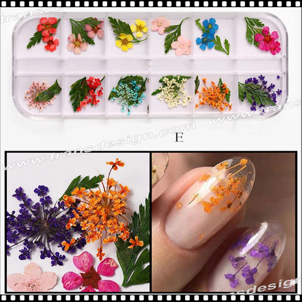 DRIED FLOWER Assorted Case #E