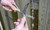 Camillus MultiFunction Game Shear
