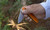 Camillus Rovax Orange Folding Knife