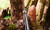 Camillus Choff Silver Folding Knife