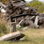 Camillus Camtrax Black 3-in-1 Hatchet