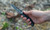 Shiloh Folding Knife