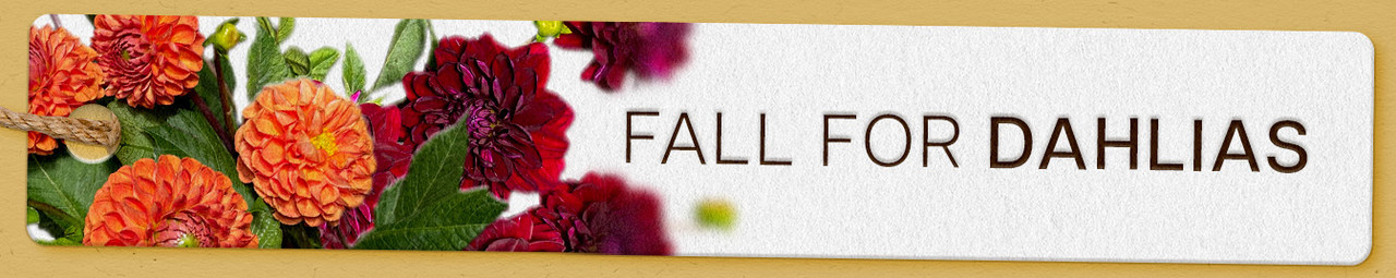 Fall For Dahlias Fall For Dahlias