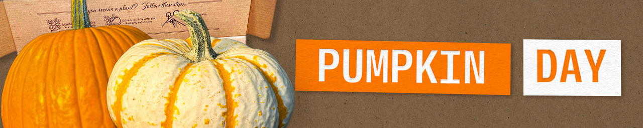 Pumpkin Day 10/26