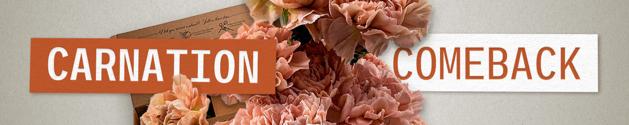Carnation Comeback