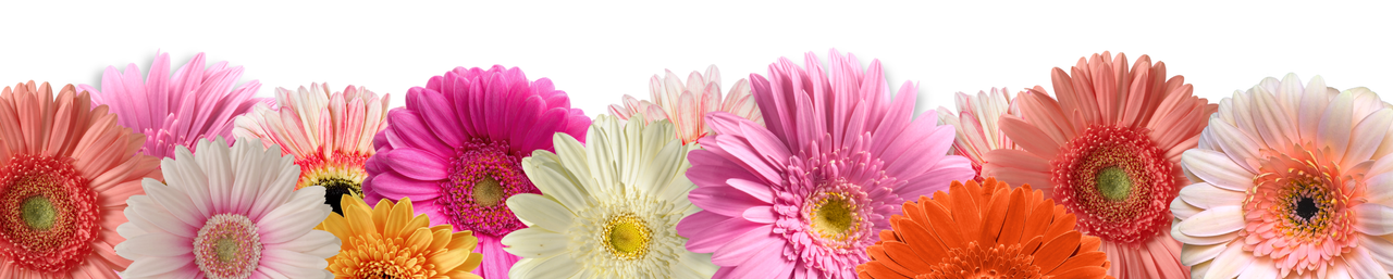 Gerbera Glow