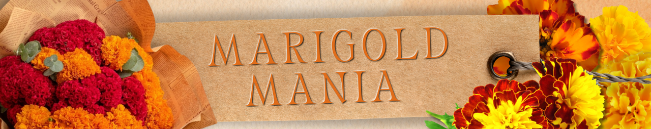 Marigold Mania Marigold Mania