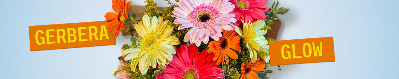 Gerbera Glow