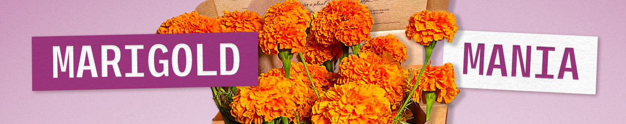 Marigold Mania