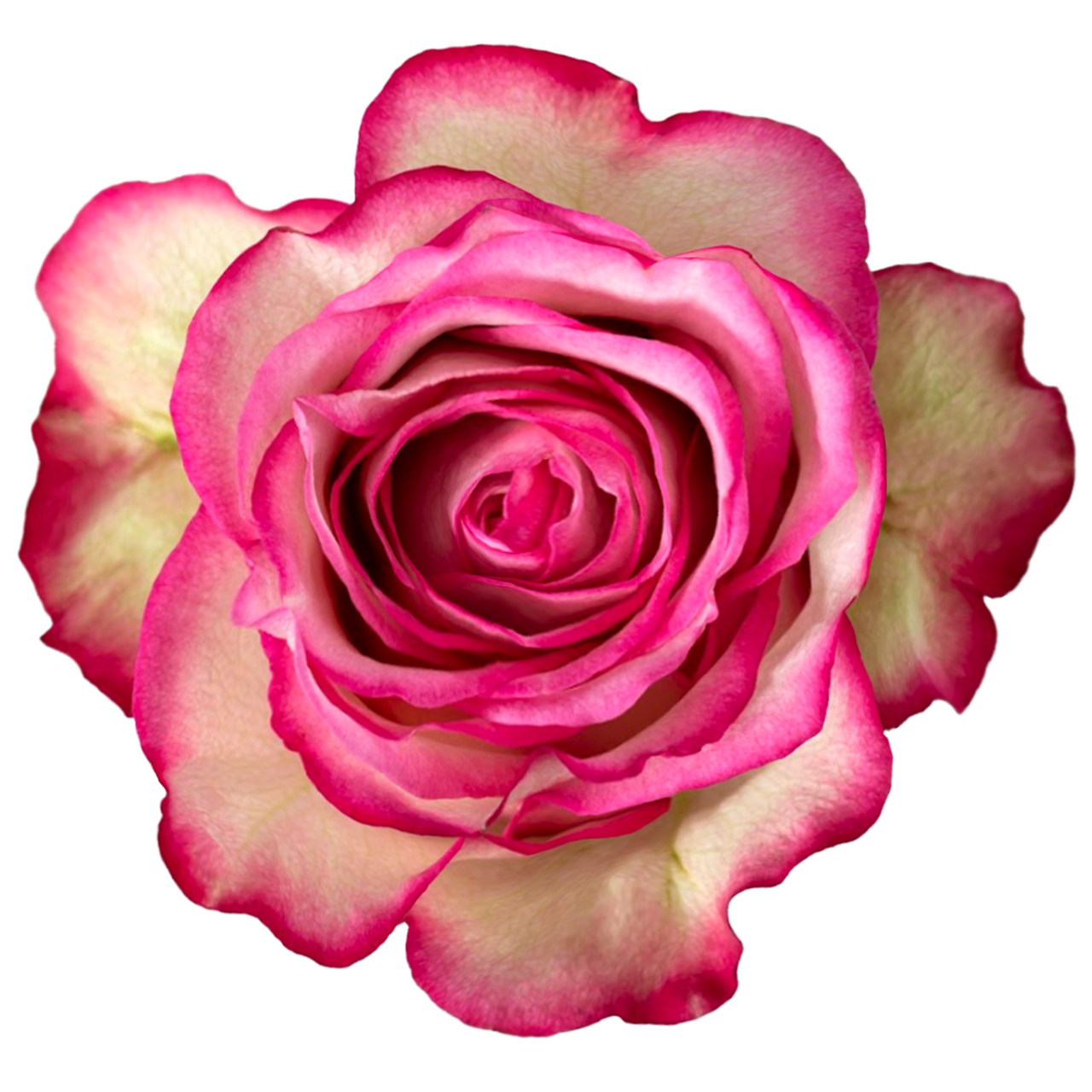 rose rose✨ Rose Topaz 40cm Bulk - Wholesale - Blooms By The Box
