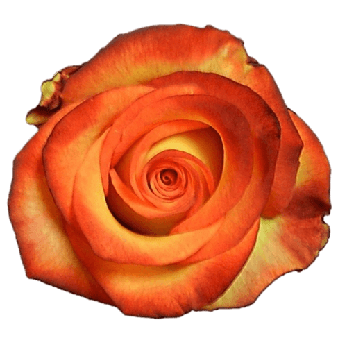 Bicolor Orange Rose - Arizona Flower Market