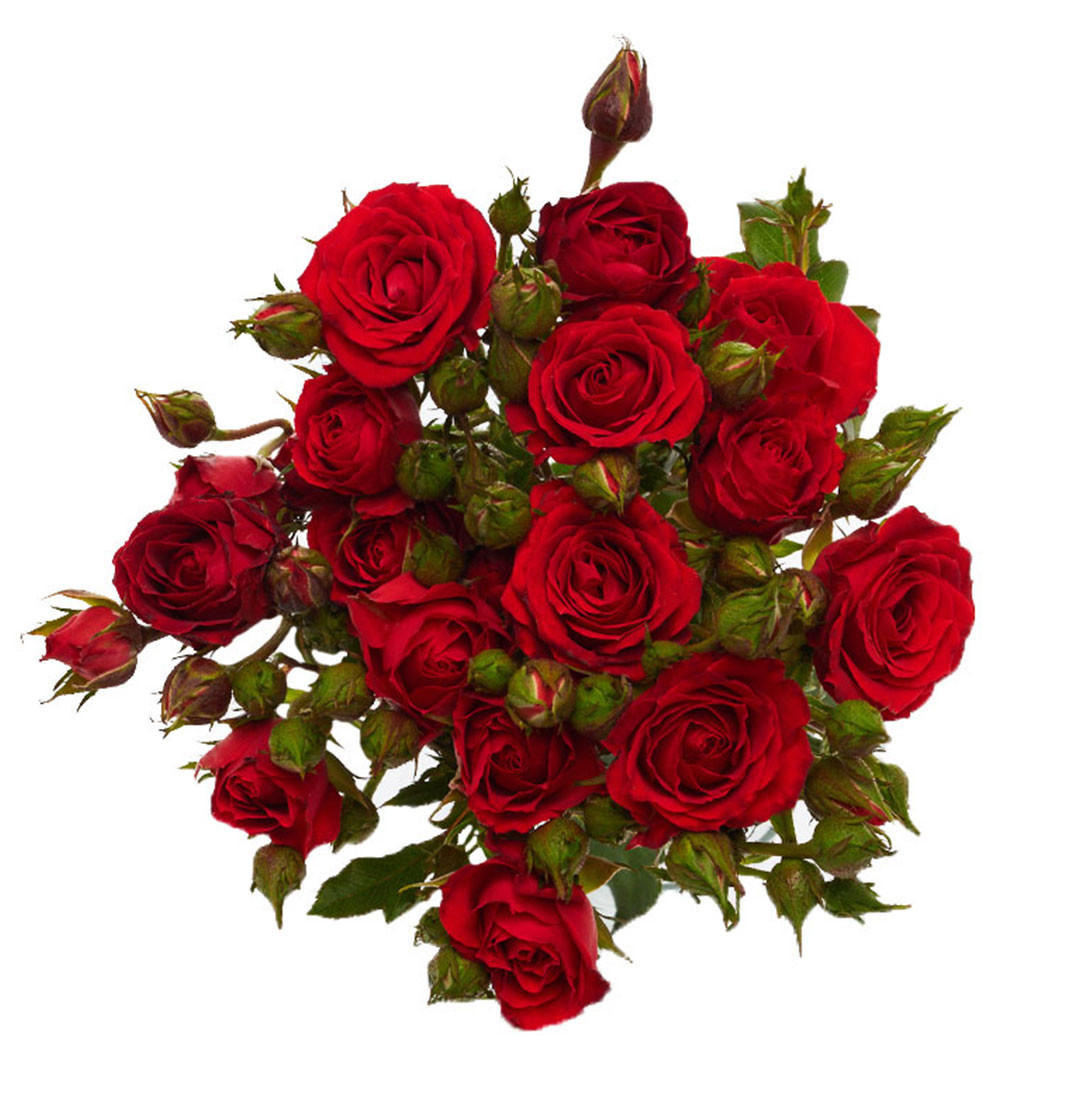 Red Spray Rose – Bulk Flowers | Phoenix AZ