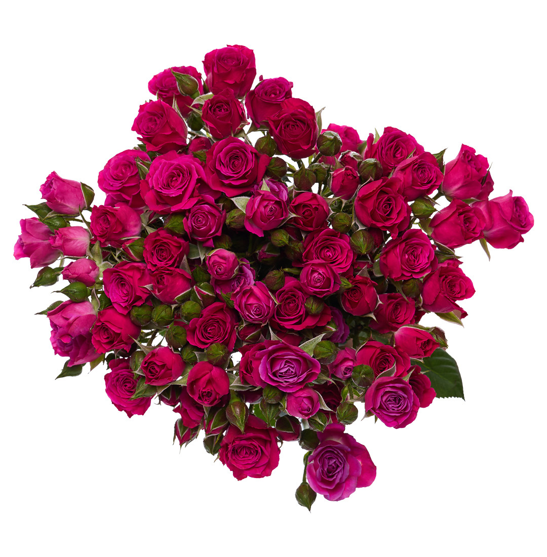 Hot Pink Spray Rose  Bulk Flowers | Phoenix AZ