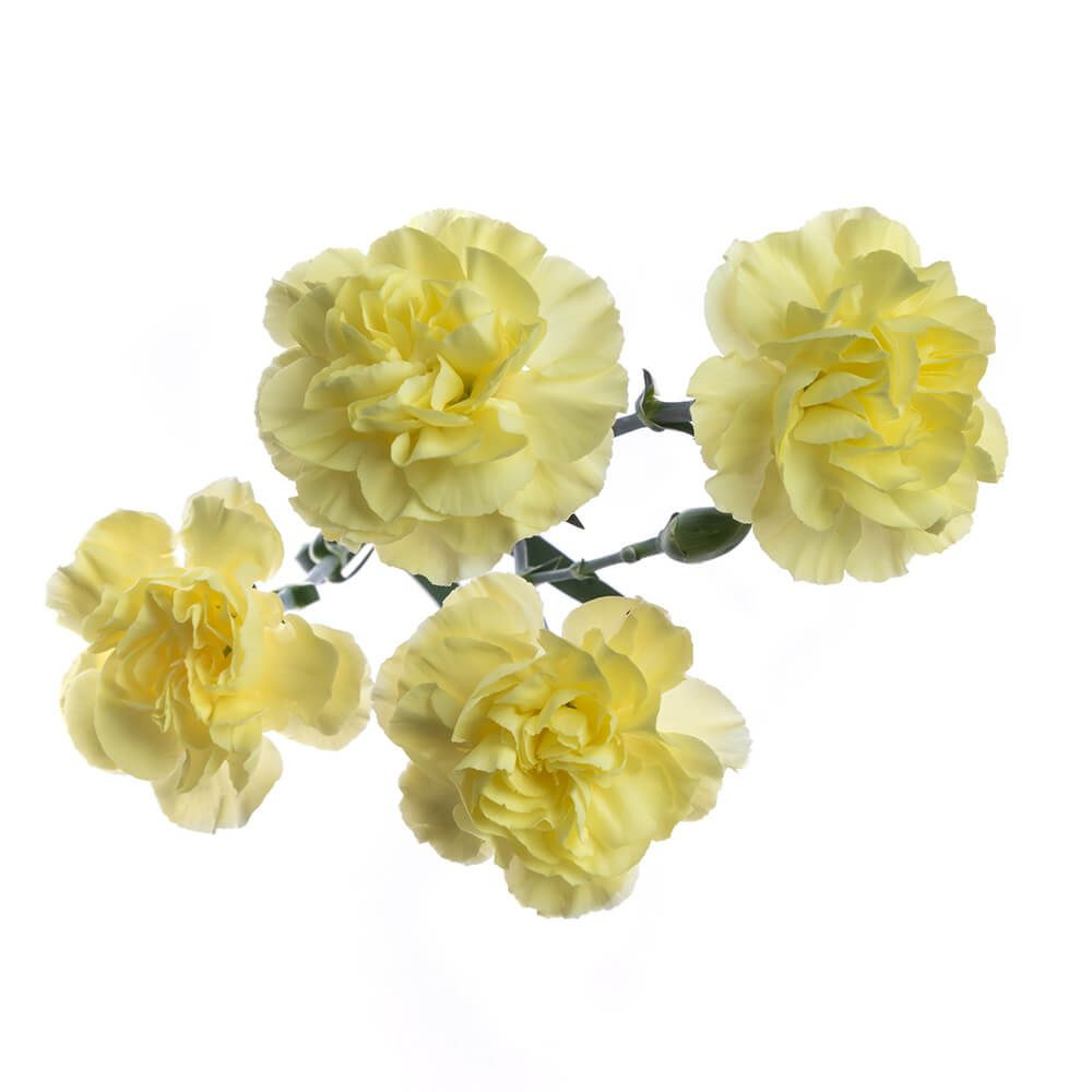 apolina INGA BELL FLOWER CARNATION 2-3y APOLINA - Inga Dress