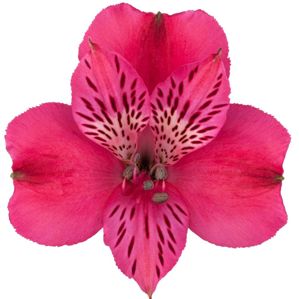Hot Pink Alstroemeria – Bulk Flowers | Phoenix AZ