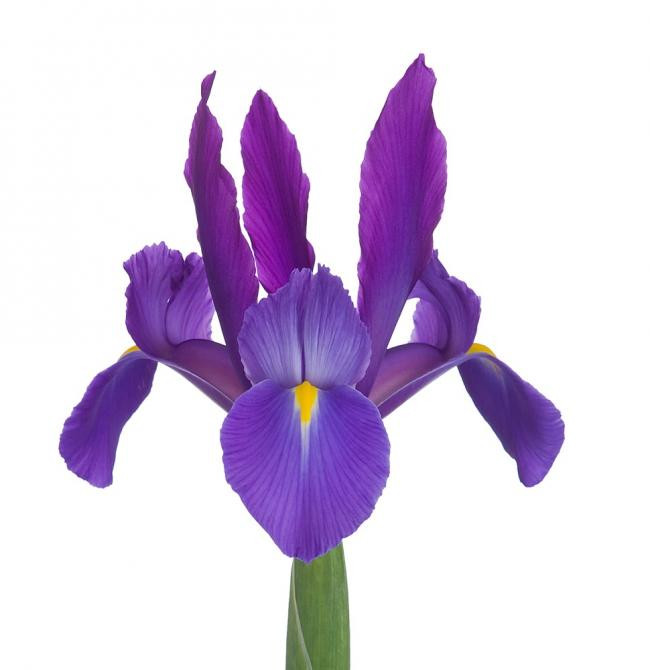 Purple Iris – Bulk Line Flower | Phoenix AZ