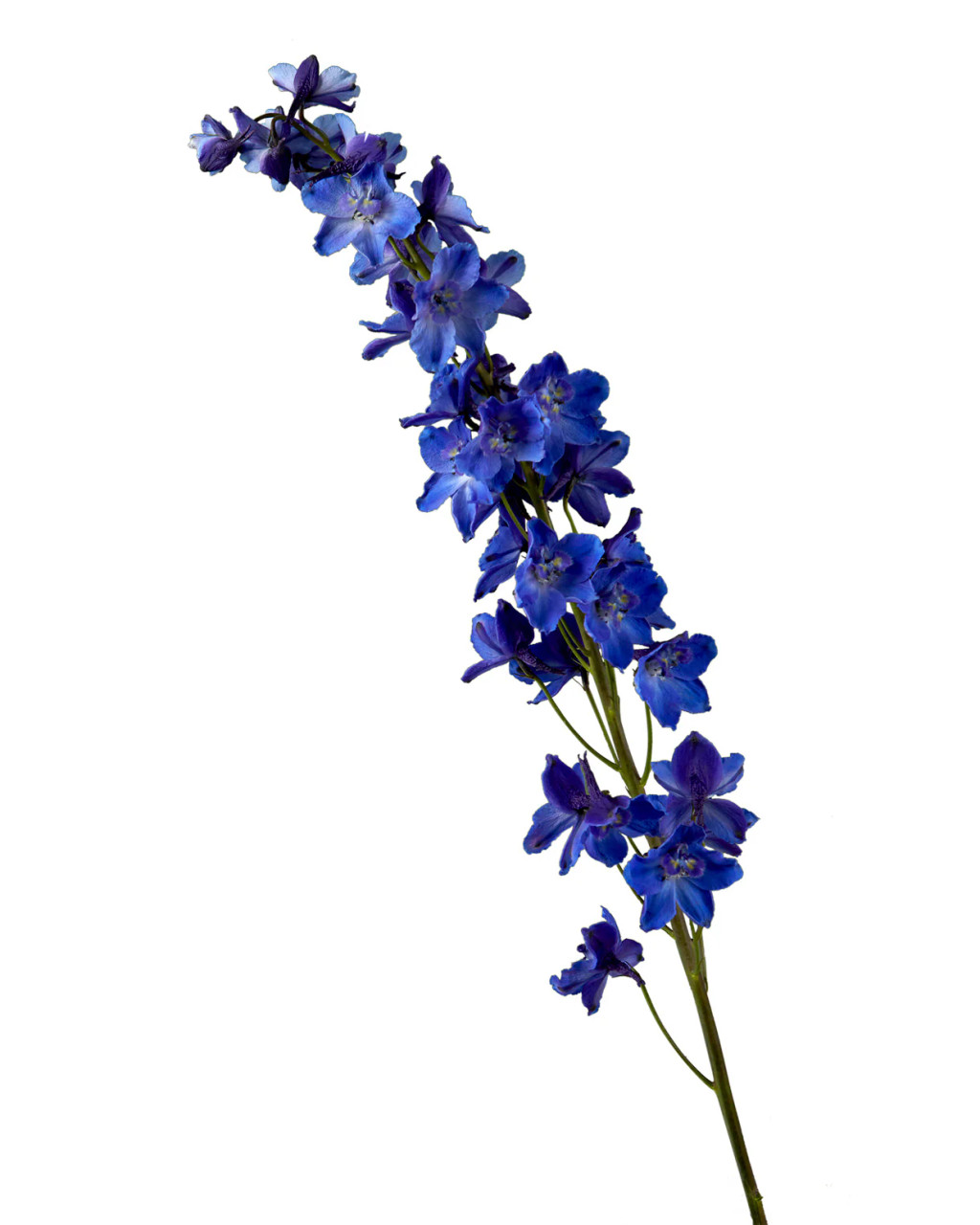 Dark Blue Delphinium – Bulk Flower | Phoenix AZ