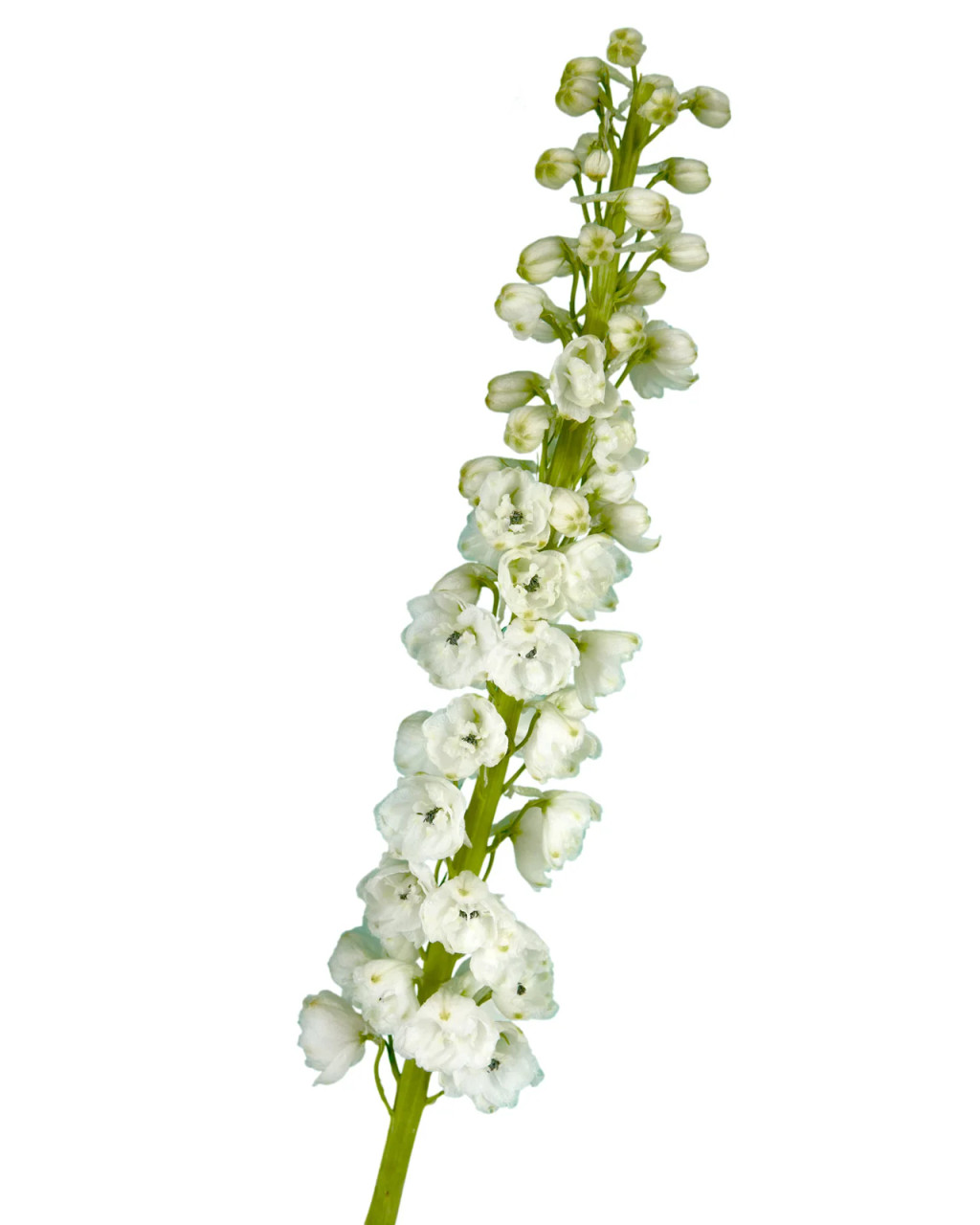 white delphiniums images