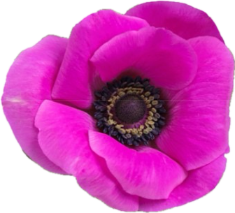 Bulk Hot Pink Anemone Flowers – Fresh Wholesale Anemones Phoenix AZ