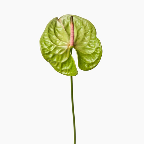 aglaonema buy Buy Aglaonema “Kamraithong” Bundle of 5 P…