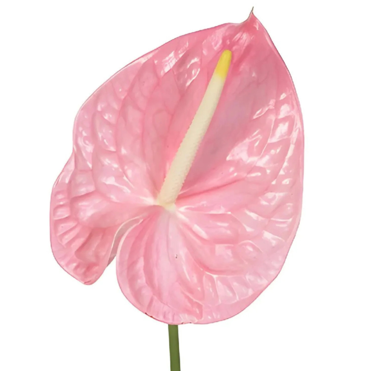 Bulk Light Pink Anthurium Flowers – Fresh Wholesale Anthuriums