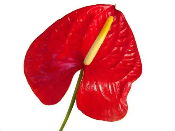 Bulk Red Anthurium Flowers – Fresh Wholesale Anthuriums Phoenix AZ