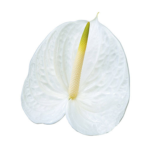 Bulk White Anthurium Flowers – Fresh Wholesale Anthuriums Phoenix AZ
