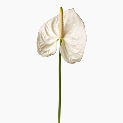 Bulk White Anthurium Flowers  Fresh Wholesale Anthuriums Phoenix AZ