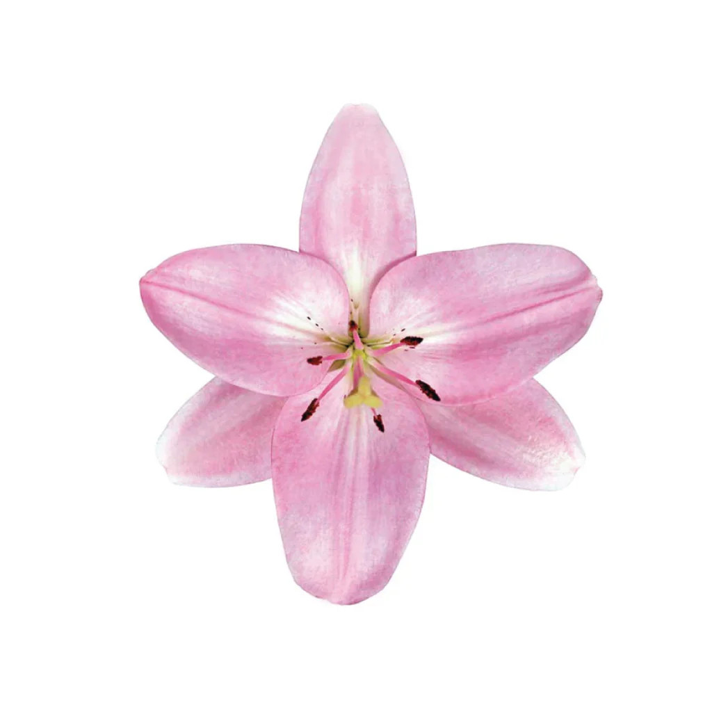 Bulk Light Pink Asiatic Lily Flowers  Fresh Wholesale Lilies Phoenix AZ