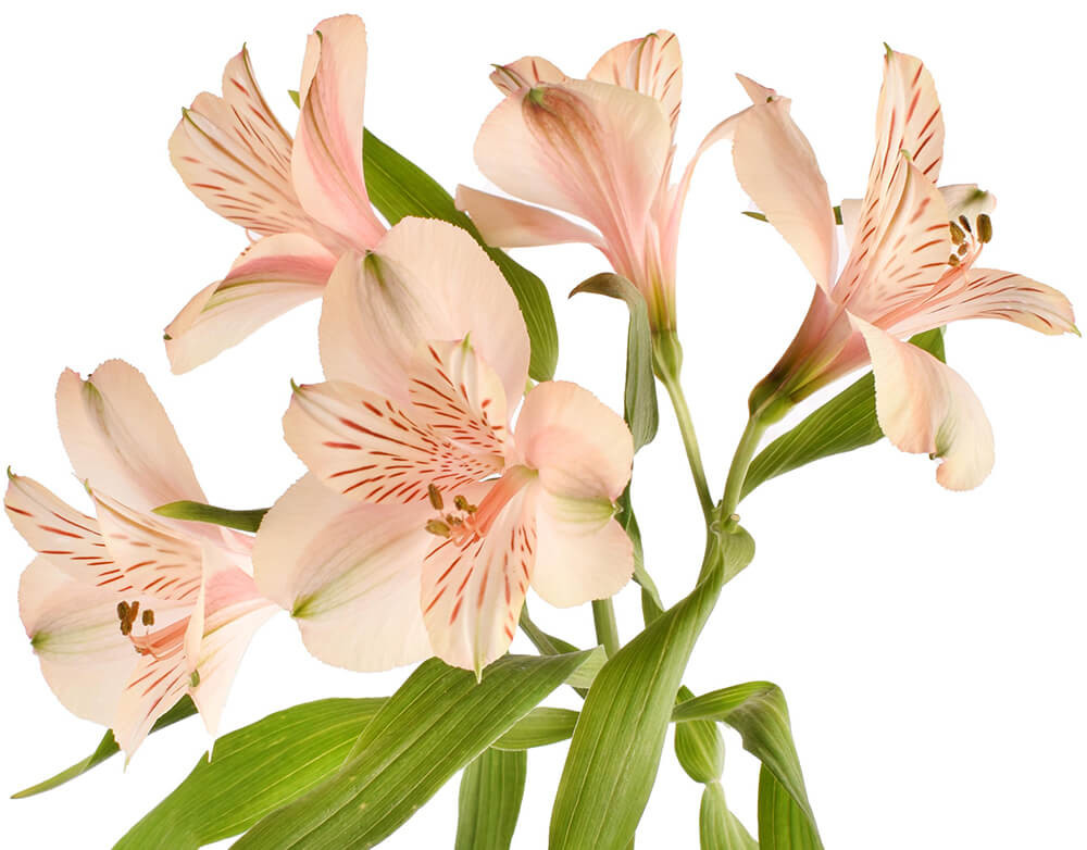 Bulk Peach Alstroemeria Flowers – Fresh Wholesale Peruvian Lilies